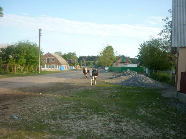 Комунарівка з panoramio.com - Комунарівка