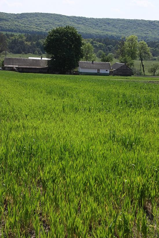 Черемошня з panoramio.com - Черемошня