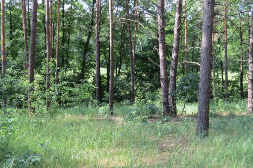Хрещатик з panoramio.com - Крещатик