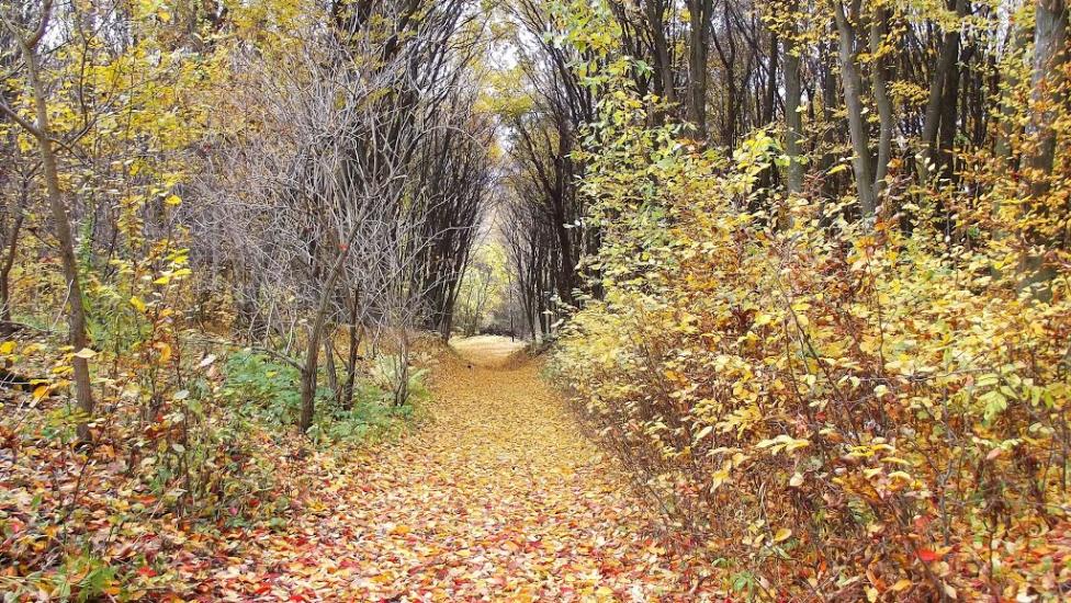 Лаврів з panoramio.com - Лавров