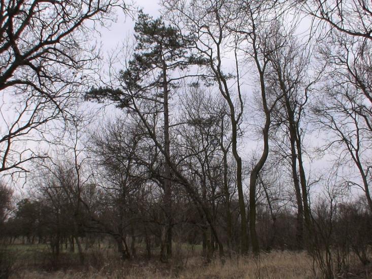 Роздольне з panoramio.com - Роздольне