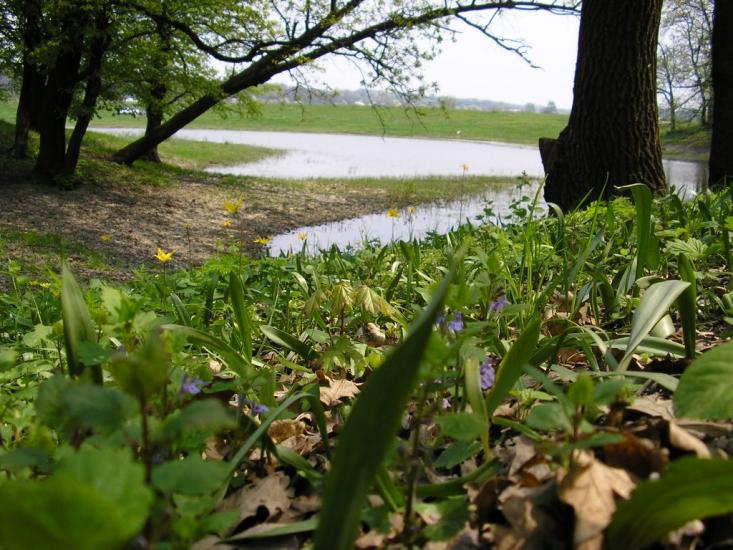 Підлісне з panoramio.com - Підлісне