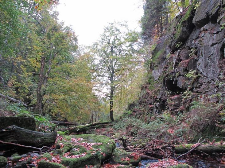 Полянська Гута з panoramio.com - Полянская Гута