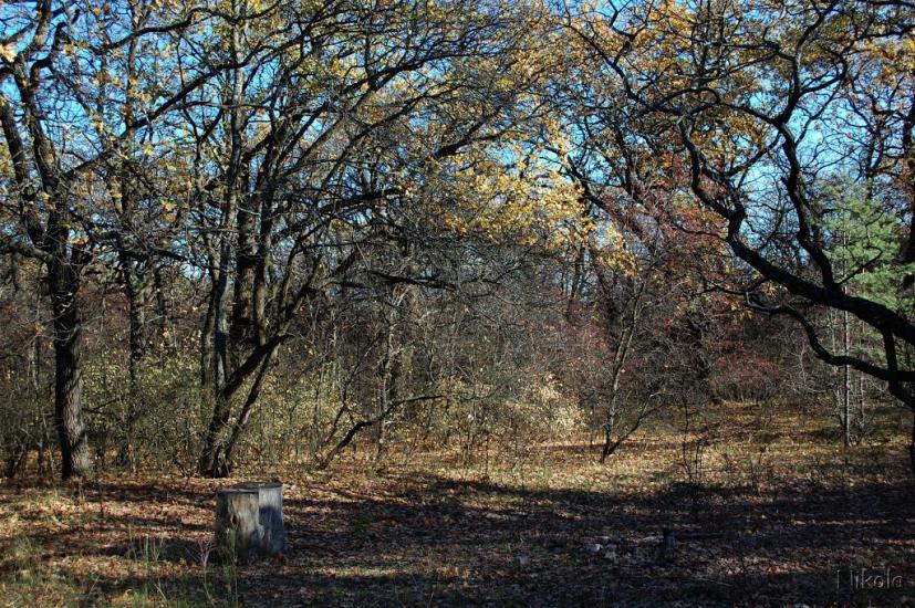 Кудряшівка з panoramio.com - Kudryashivka