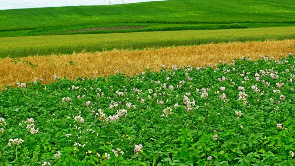Пониква з panoramio.com - Ponykva