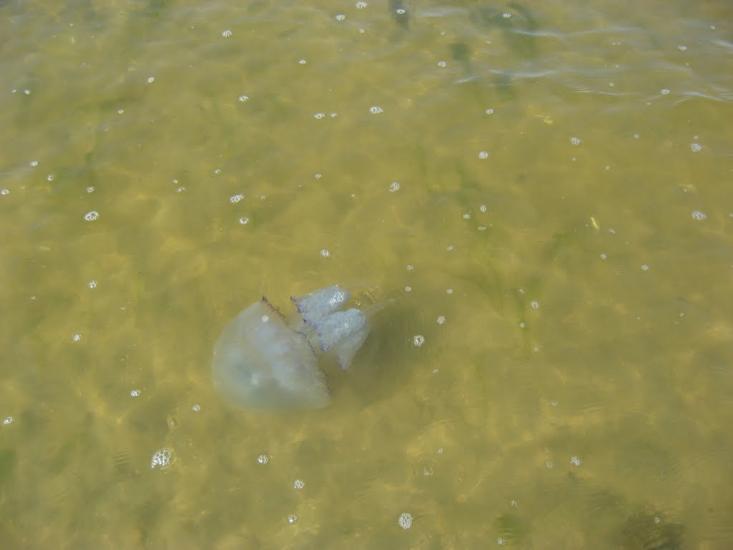 Морське з panoramio.com - Морское