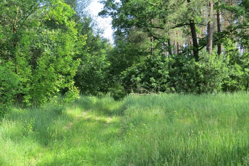 Хрещатик з panoramio.com - Крещатик