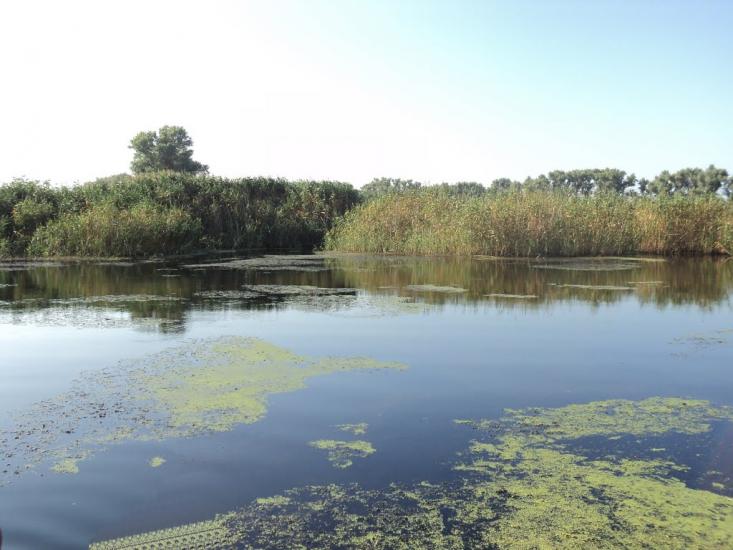 Комар з panoramio.com - Комар