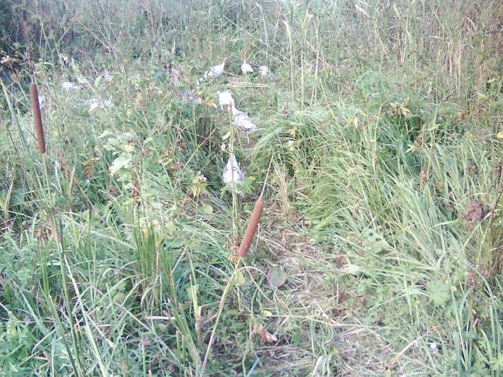 Новоайдар з panoramio.com - Новоайдар