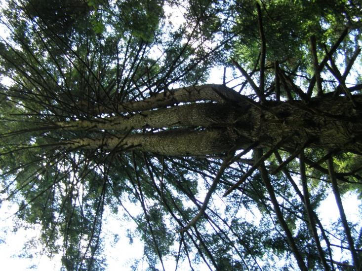 Пшеничники з panoramio.com - Пшеничники