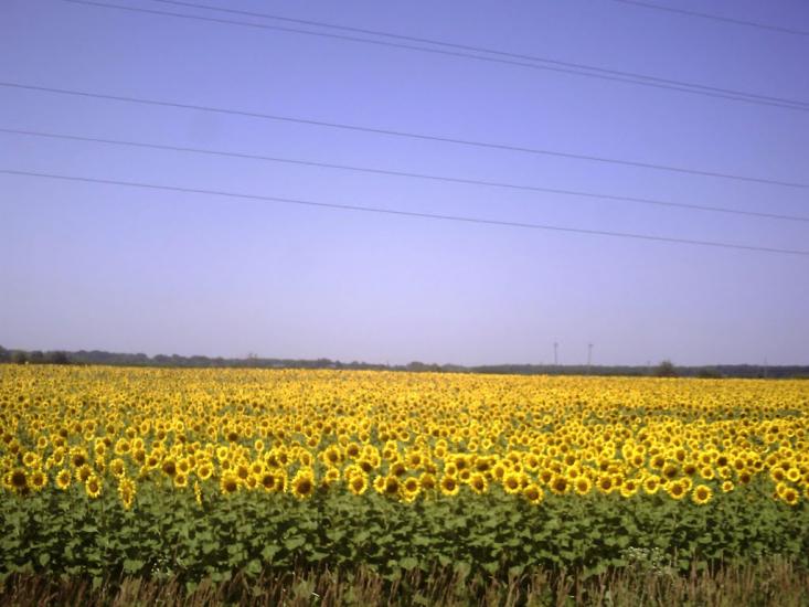 Вилок з panoramio.com - Вилок