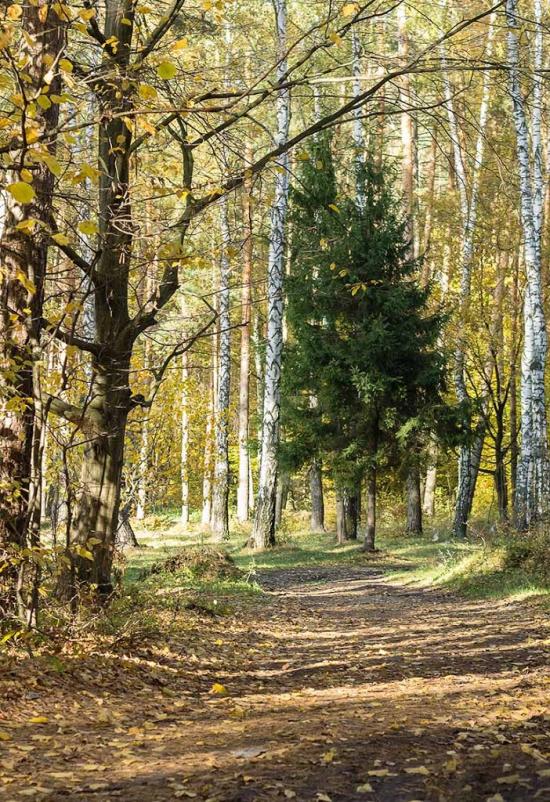 Смига з panoramio.com - Смига