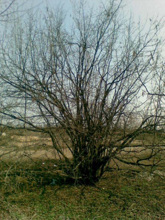 Добровеличківка з panoramio.com - Добровеличковка