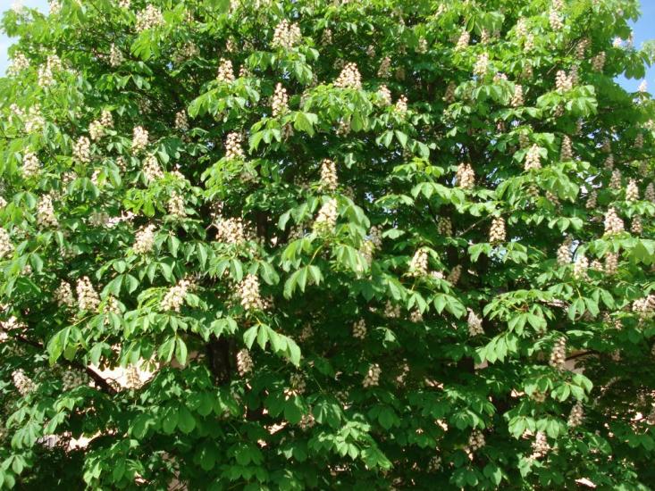 Вакуленчук з panoramio.com - Вакуленчук