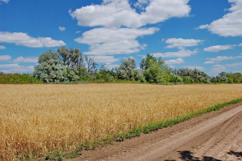 Мілуватка з panoramio.com - Мілуватка