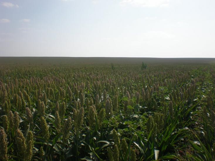 Липове з panoramio.com - Липовое