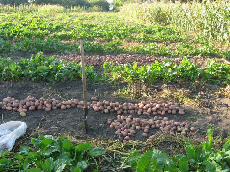 Юсківці з panoramio.com - Юсківці