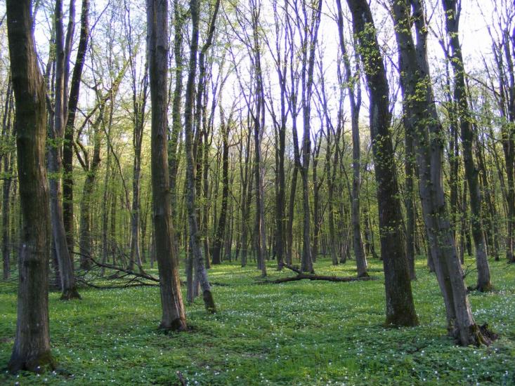 Микулинці з panoramio.com - Микулинці