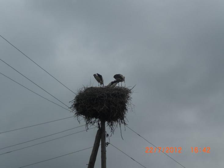 Підвальне з panoramio.com - Підвальне
