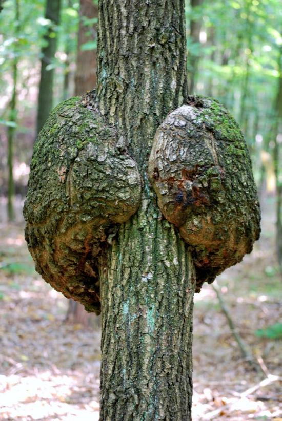 Дерно з panoramio.com - Дерно