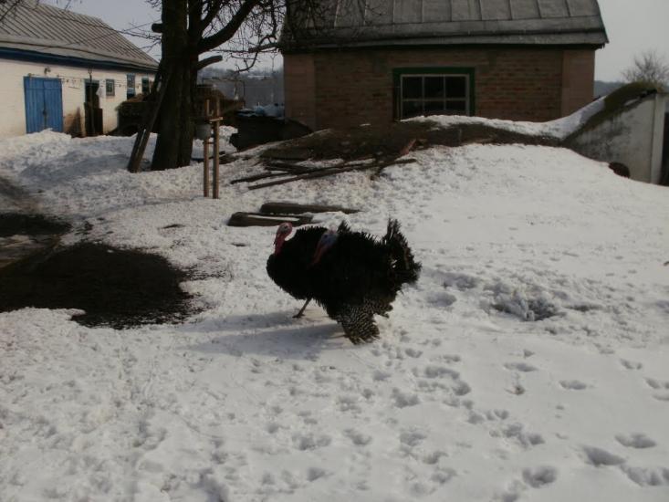 Крутьки з panoramio.com - Крутьки