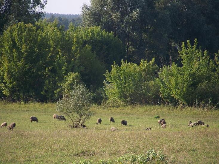 Лубенці з panoramio.com - Лубенцы