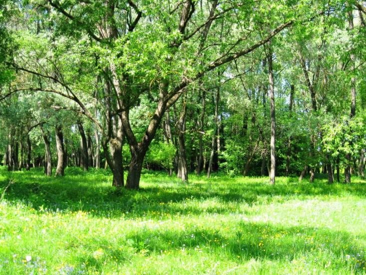 Панка з panoramio.com - Панка