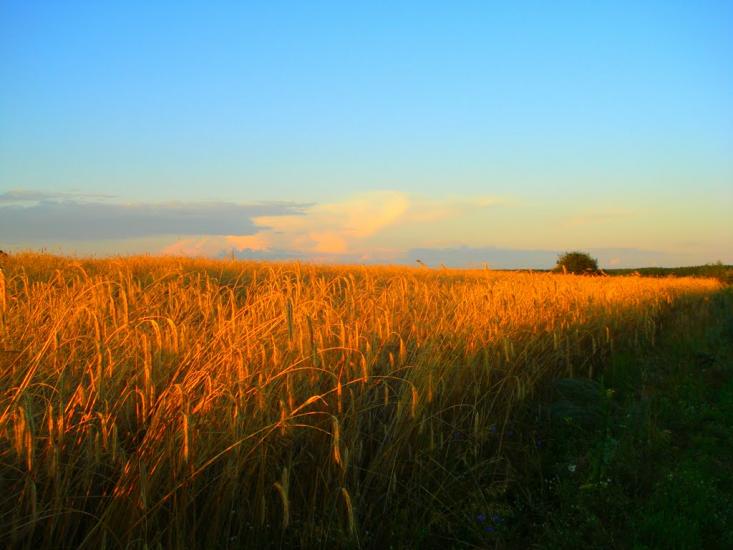 Топільне з panoramio.com - Топільне