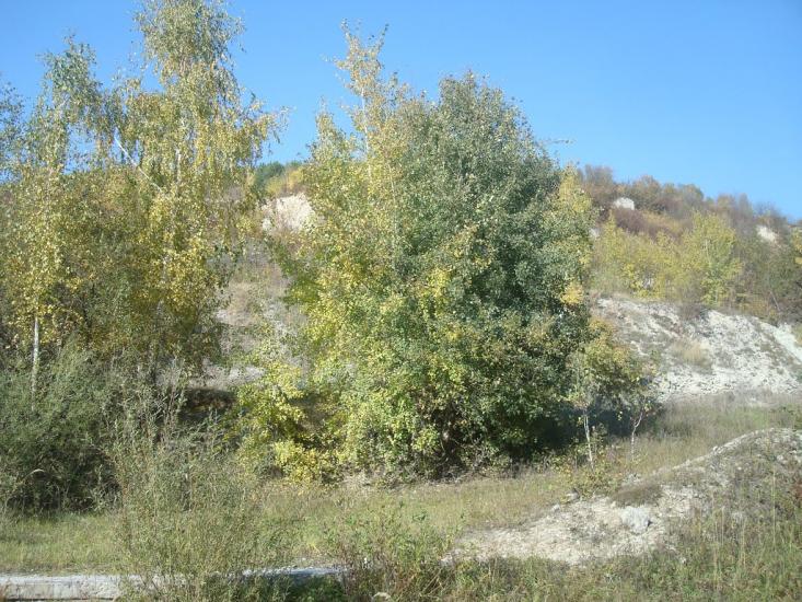 Кутківці з panoramio.com - Кутковцы