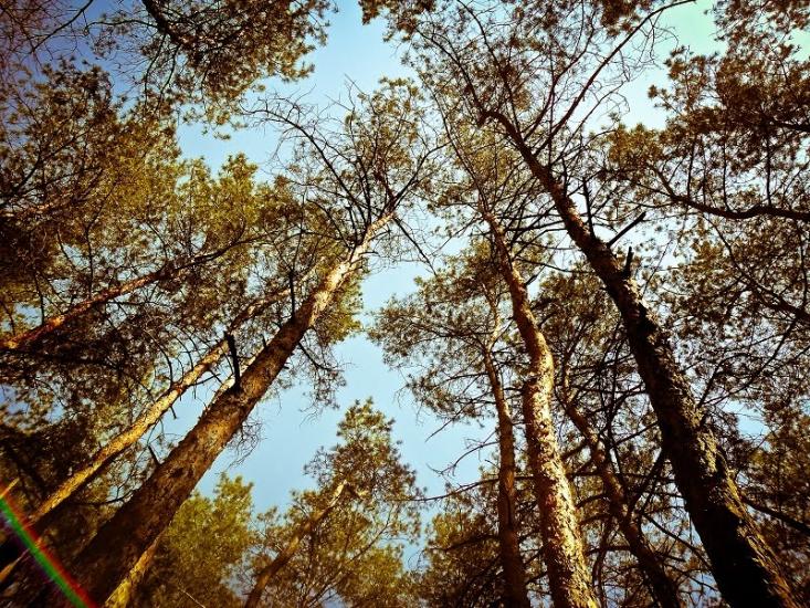 Ювілейне з panoramio.com - Yuvileyne