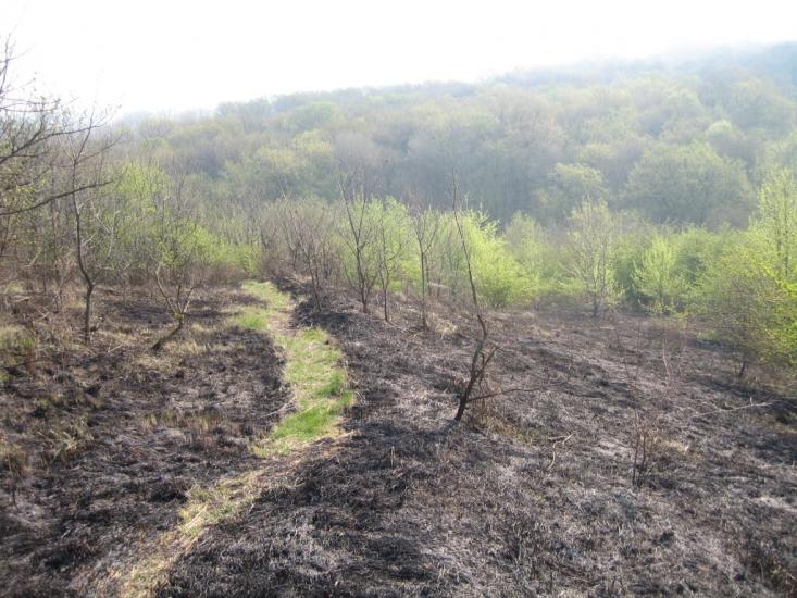 Плавні з panoramio.com - Плавні