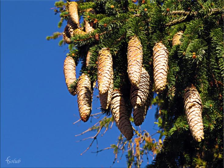 Смига з panoramio.com - Смига