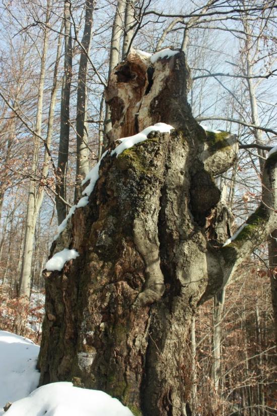 Хорови з panoramio.com - Хоровы
