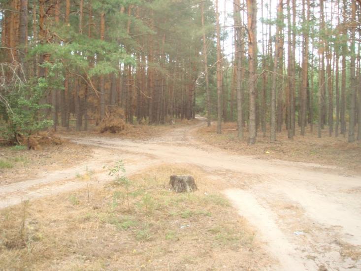 Кодра з panoramio.com - Kodra