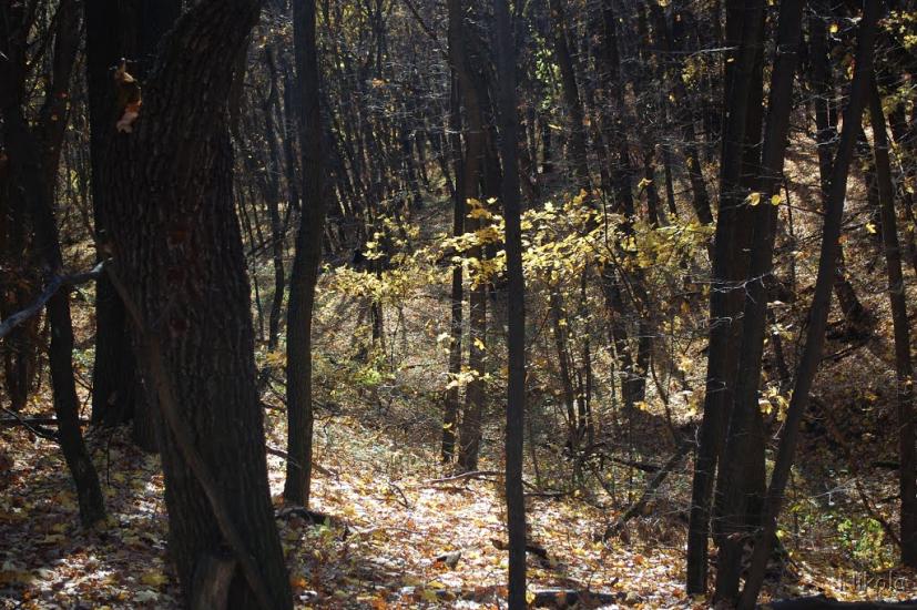 Кудряшівка з panoramio.com - Kudryashivka