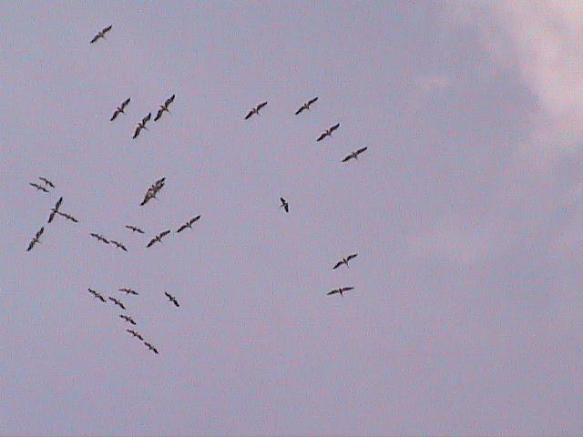 Дунайське з panoramio.com (ч.2) - Дунайское