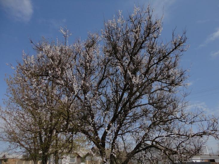 Вересаєве з panoramio.com - Вересаєве