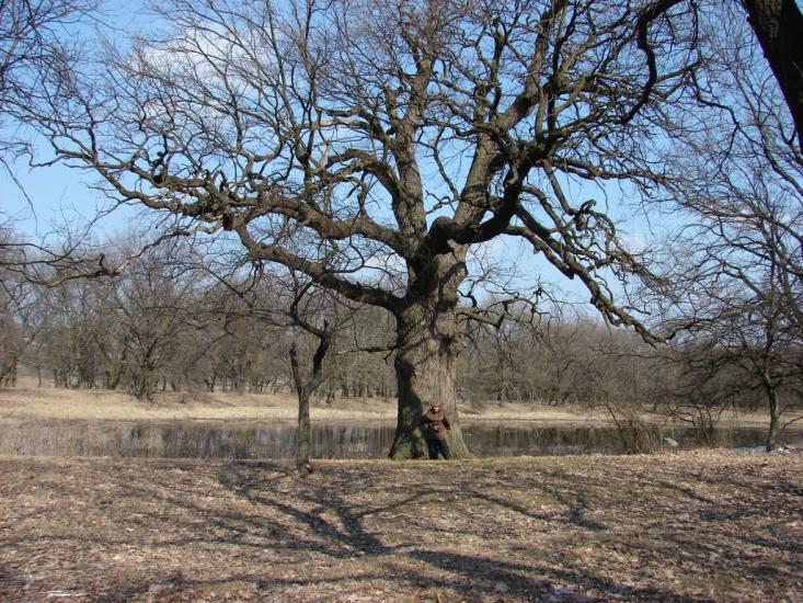 Кочережки з panoramio.com - Кочережки