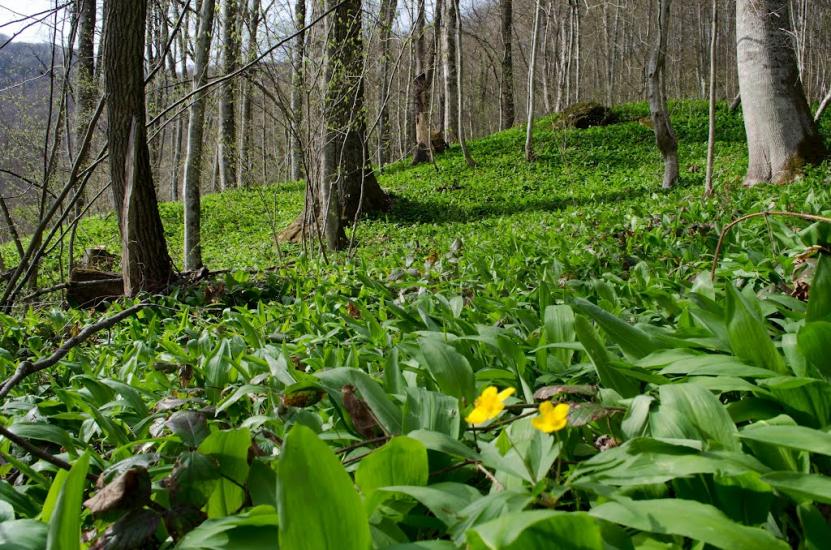 Костева Пастіль з panoramio.com - Костева Пастіль