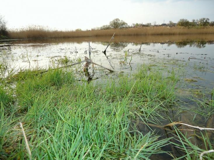 Шевченкове з panoramio.com - Шевченкове