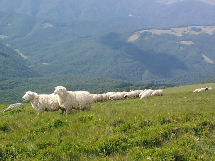 Біла Церква з panoramio.com - Біла Церква