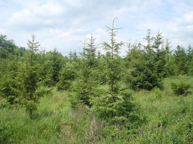 Рудківці з panoramio.com - Рудківці