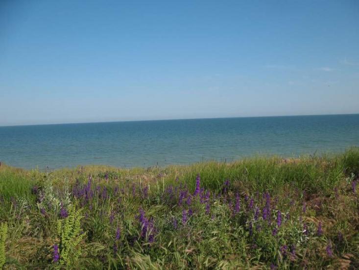 Миронівка з panoramio.com - Миронівка