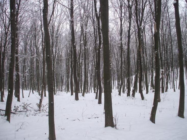 Кийданці з panoramio.com - Кийданці