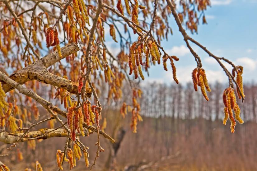Першотравневе з panoramio.com - Першотравневе