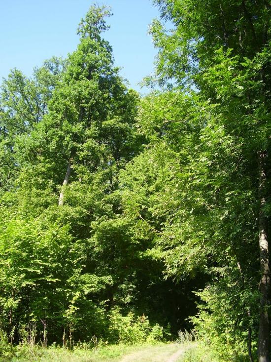 Рибальське з panoramio.com - Рибальське