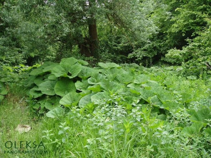 Глибокий Яр з panoramio.com - Глибокий Яр