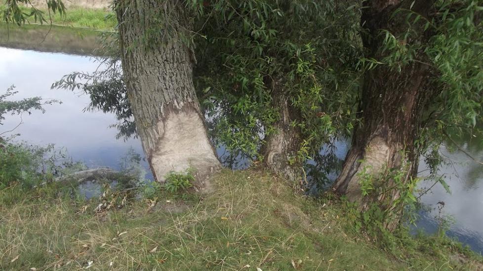 Гориньград Перший з panoramio.com - Гориньград Перший