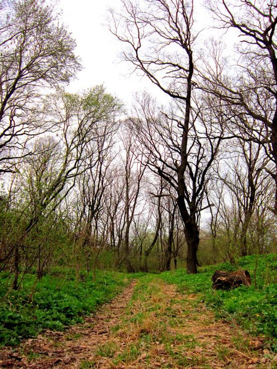 Шимшинівка з panoramio.com - Shymshynivka