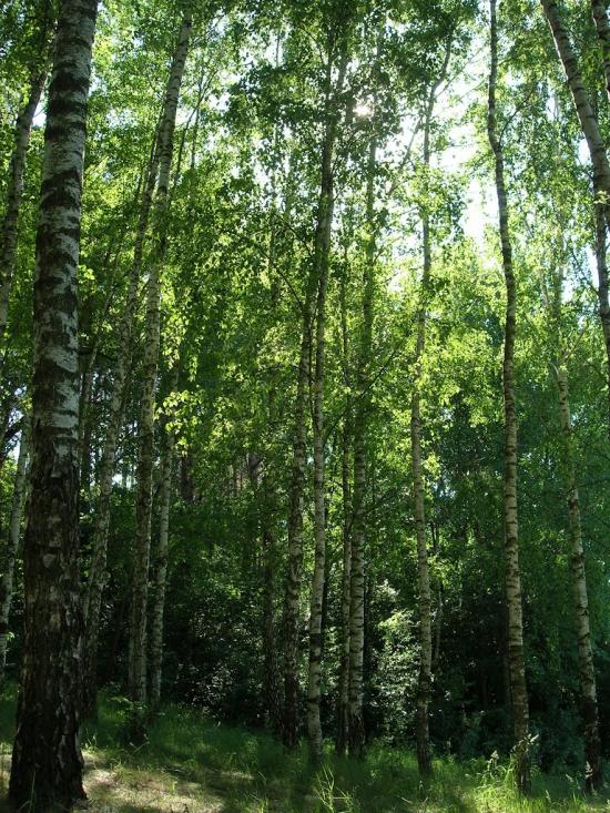 Троянів з panoramio.com - Троянів